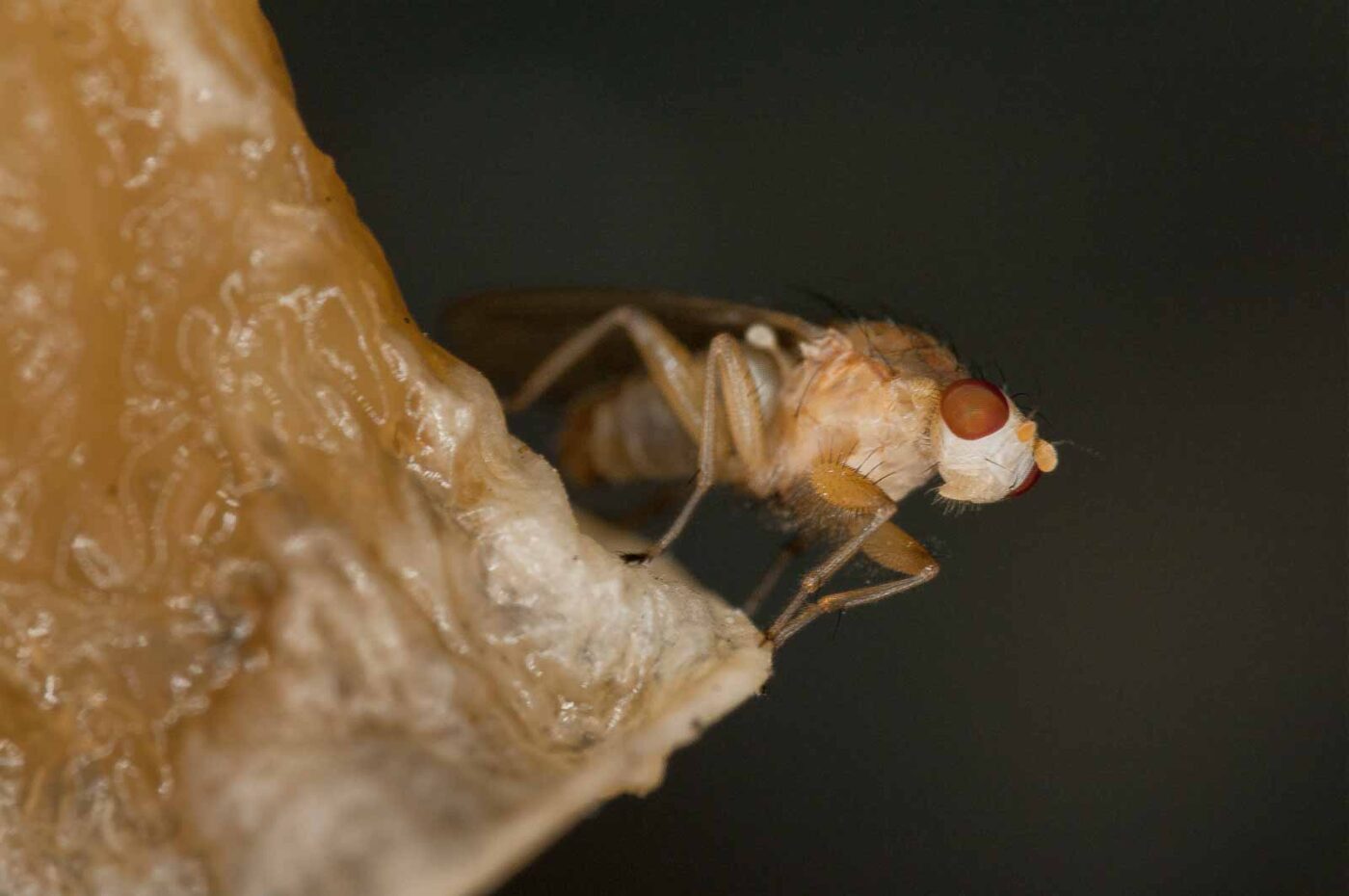 2018-10-13 - NSG Oberes Oelbachtal Bochum