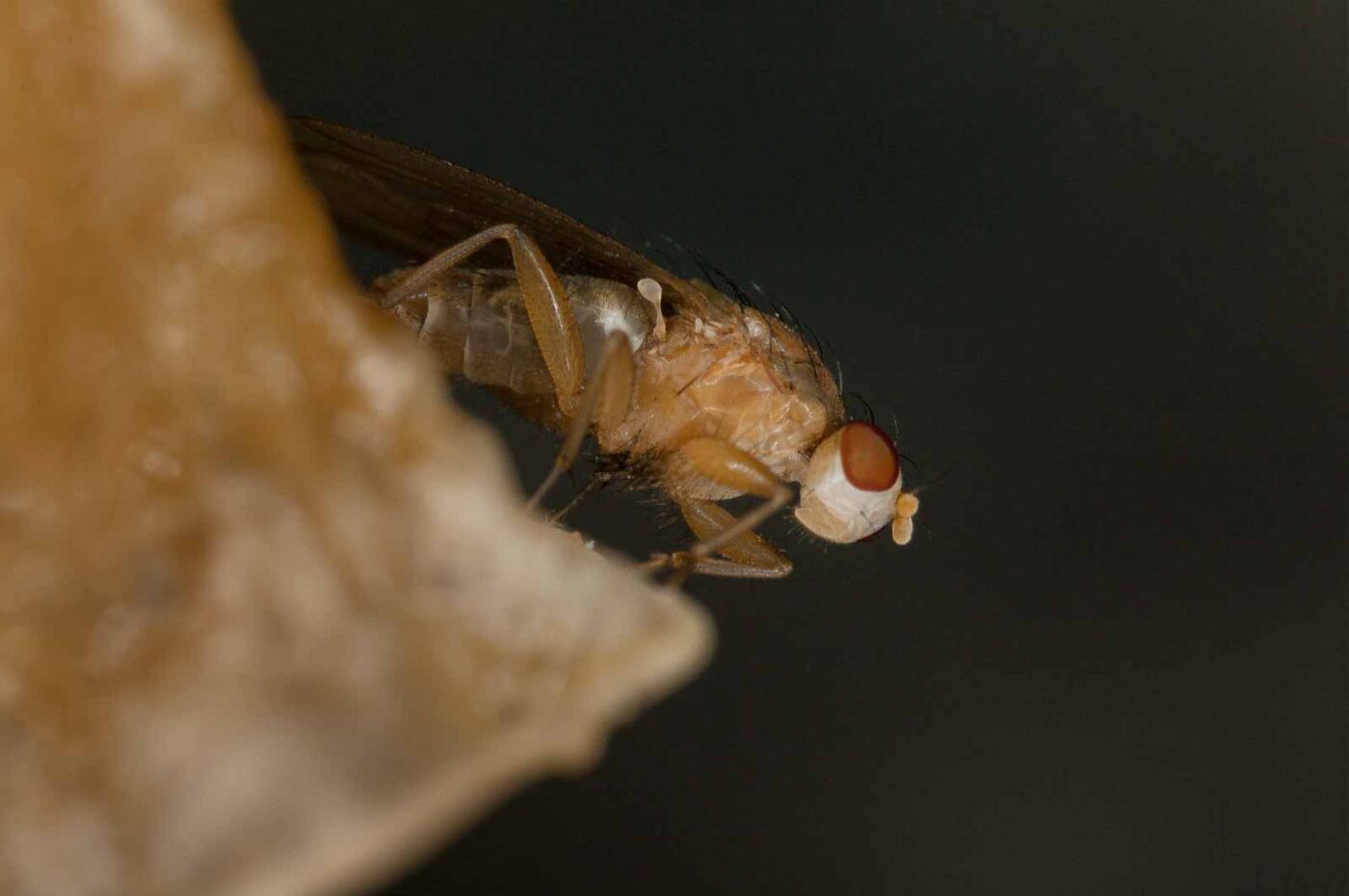 2018-10-13 - NSG Oberes Oelbachtal Bochum