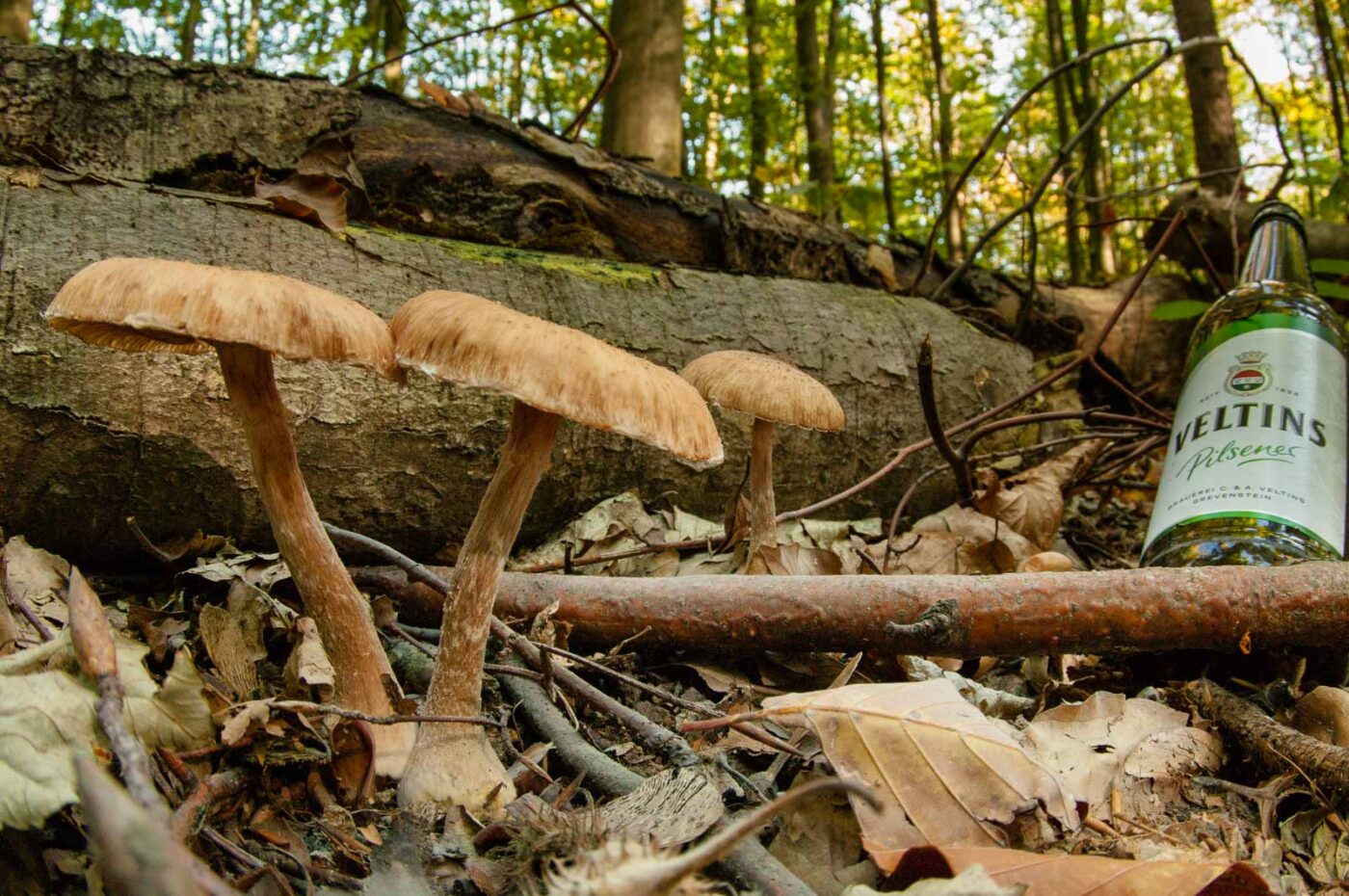 2018-10-13 - NSG Oberes Oelbachtal Bochum