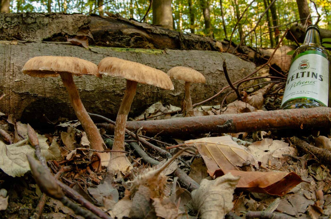 2018-10-13 - NSG Oberes Oelbachtal Bochum