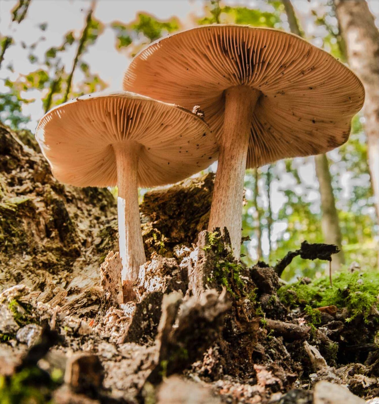 2018-10-13 - NSG Oberes Oelbachtal Bochum