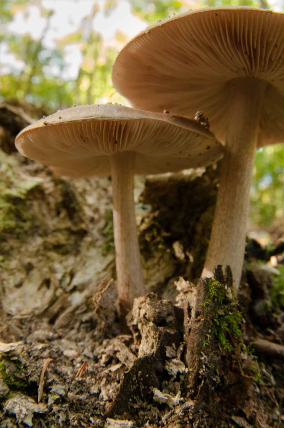 2018-10-13 - NSG Oberes Oelbachtal Bochum