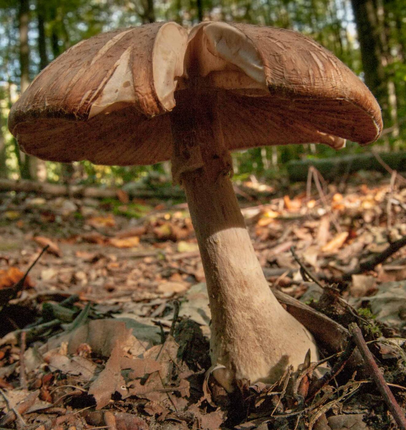 2018-10-13 - NSG Oberes Oelbachtal Bochum