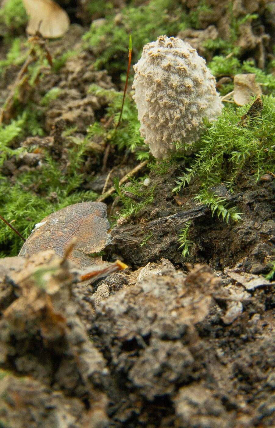 2018-10-13 - NSG Oberes Oelbachtal Bochum