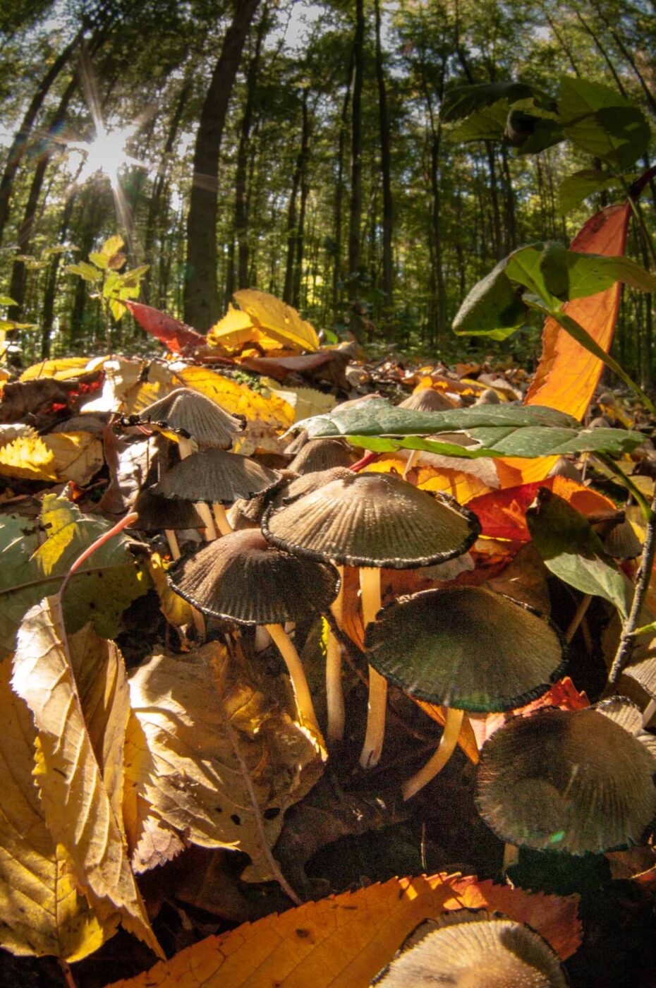 2018-10-13 - NSG Oberes Oelbachtal Bochum