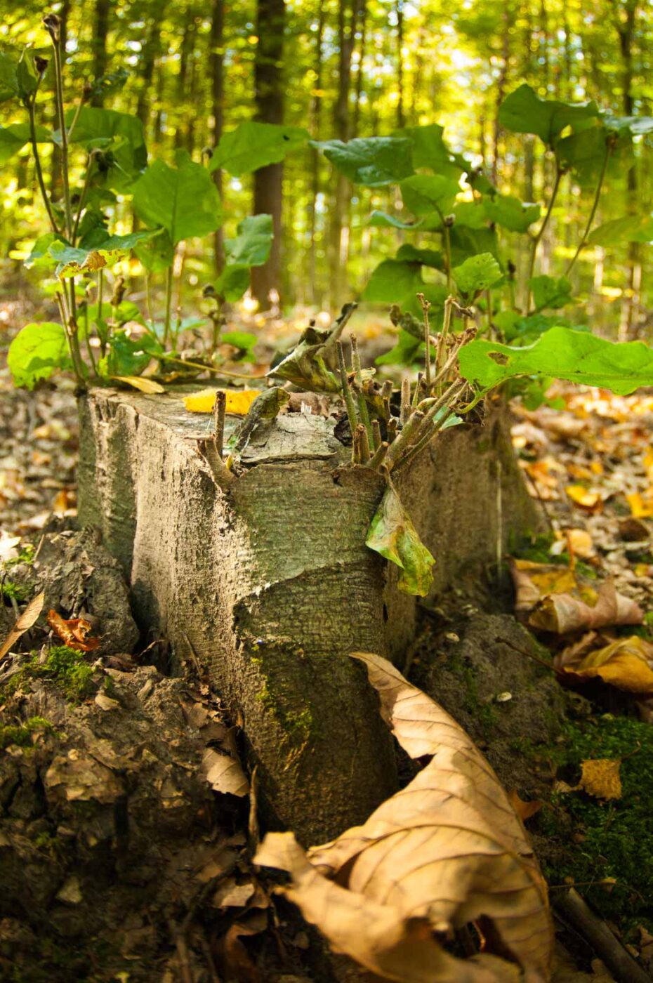 2018-10-13 - NSG Oberes Oelbachtal Bochum