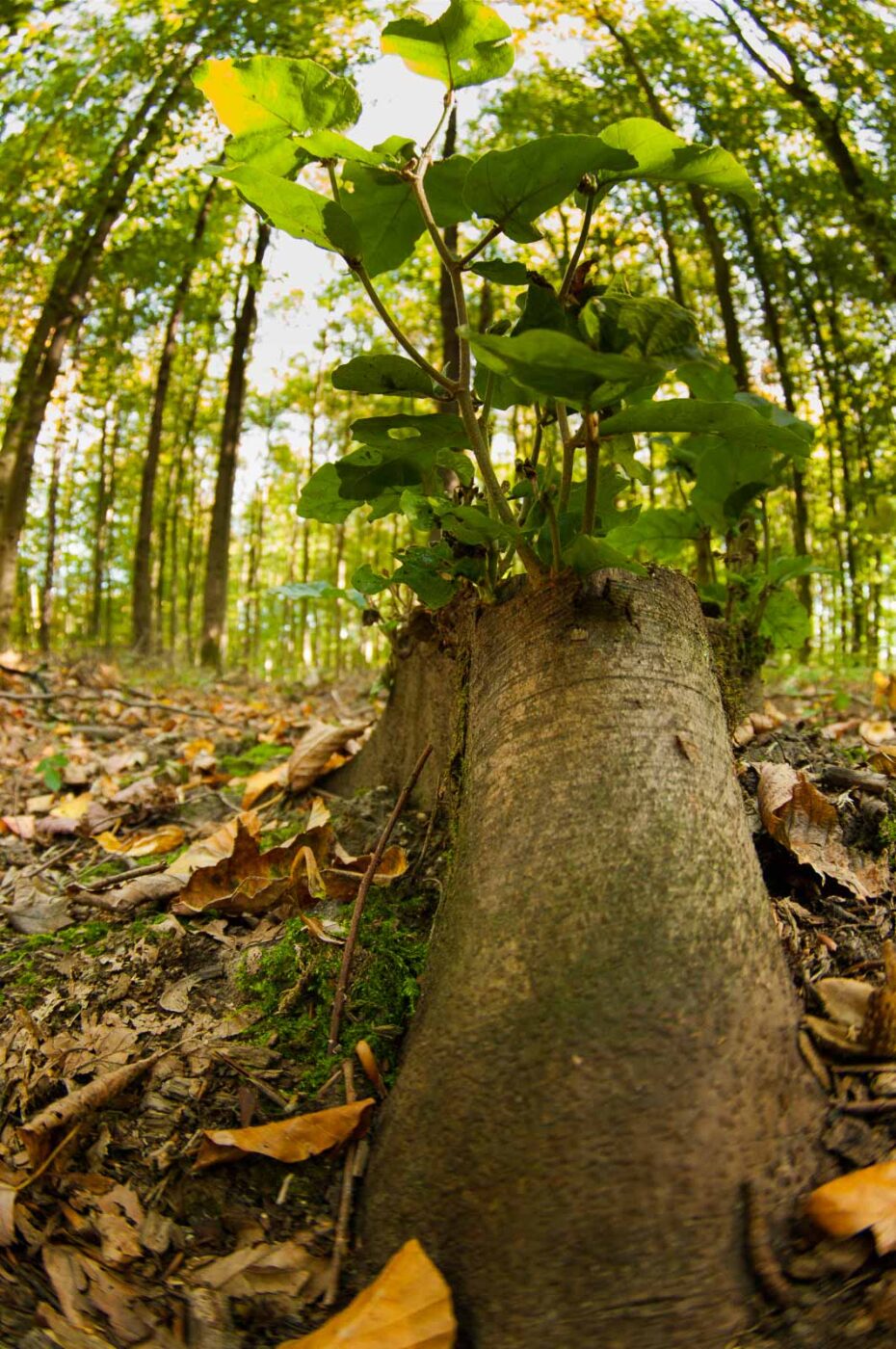 2018-10-13 - NSG Oberes Oelbachtal Bochum