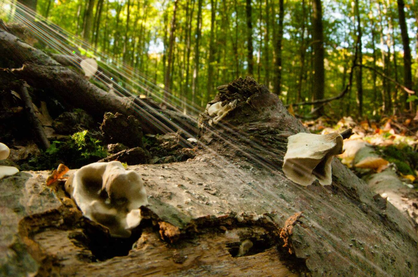 2018-10-13 - NSG Oberes Oelbachtal Bochum