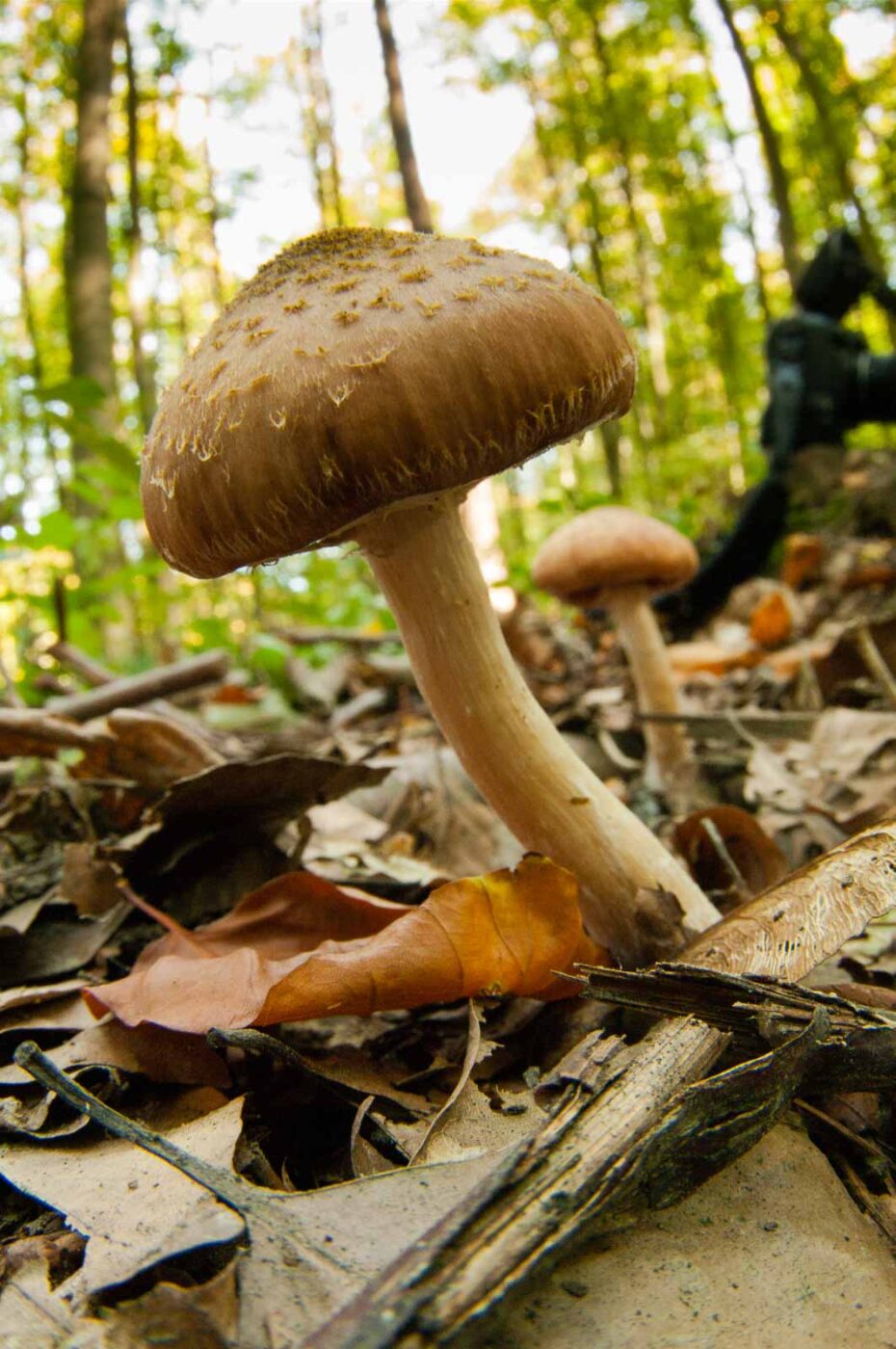 2018-10-13 - NSG Oberes Oelbachtal Bochum