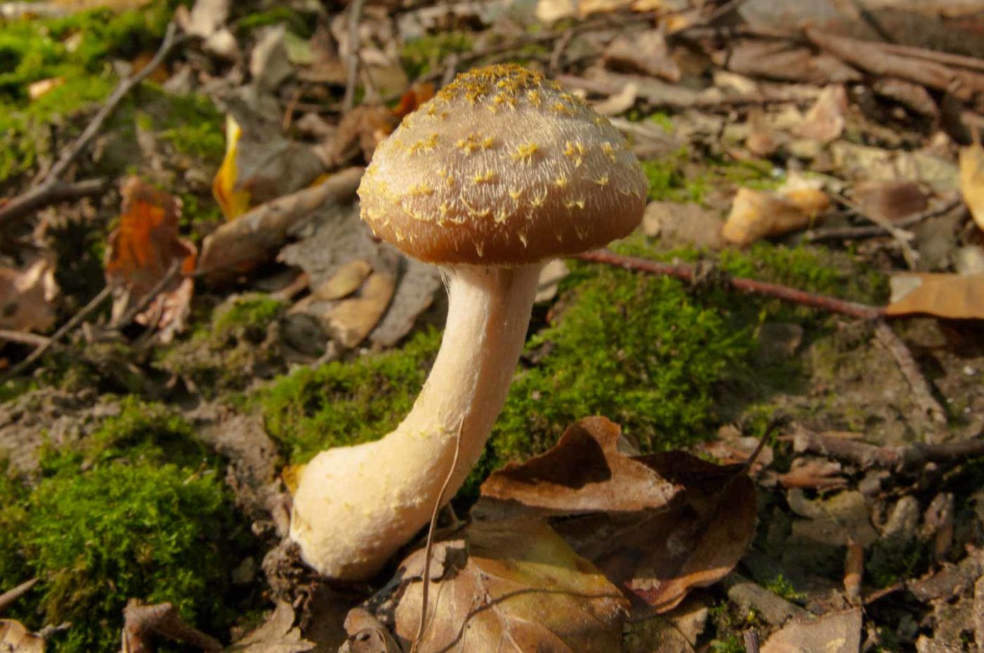 2018-10-13 - NSG Oberes Oelbachtal Bochum