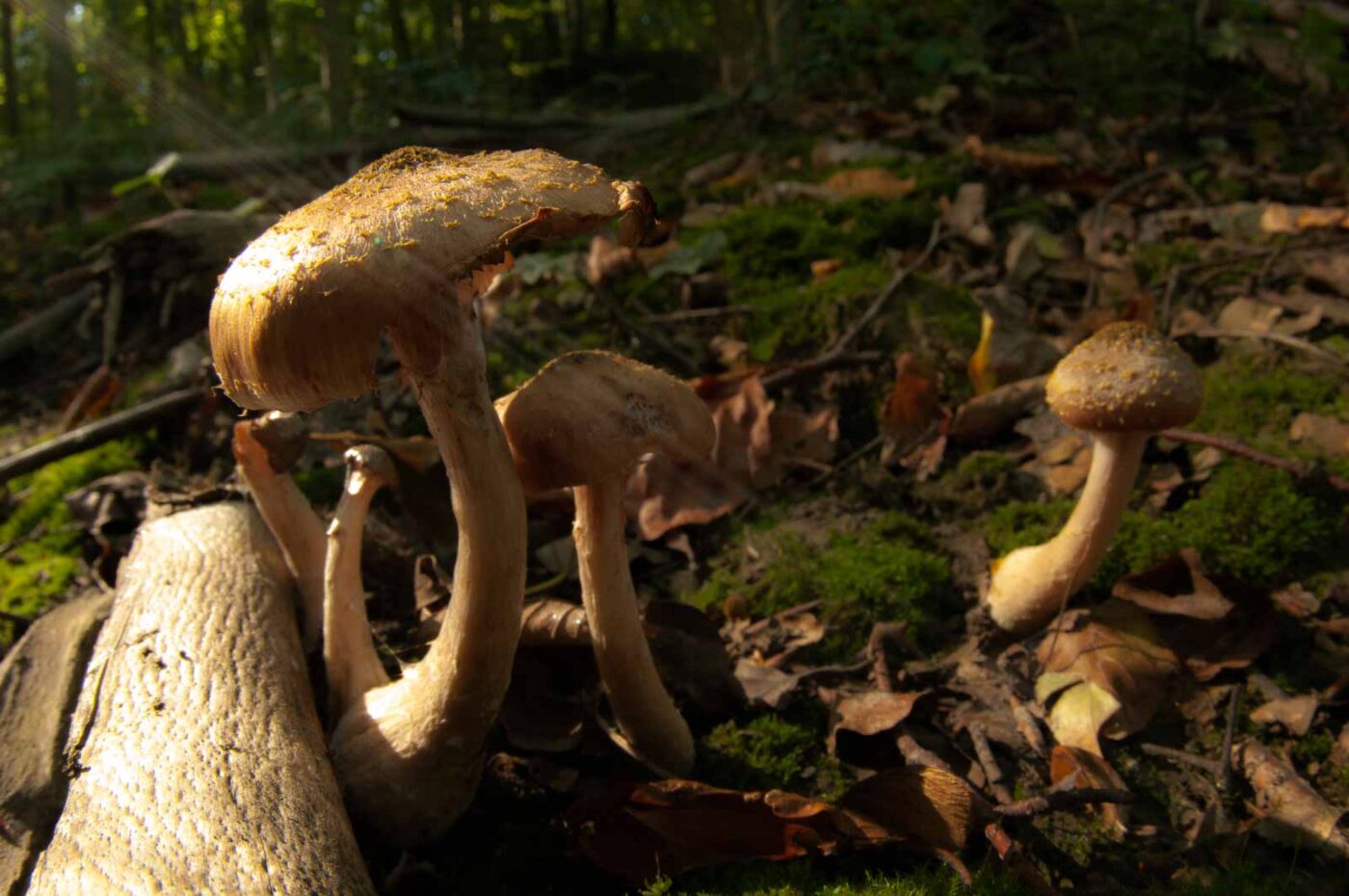 2018-10-13 - NSG Oberes Oelbachtal Bochum