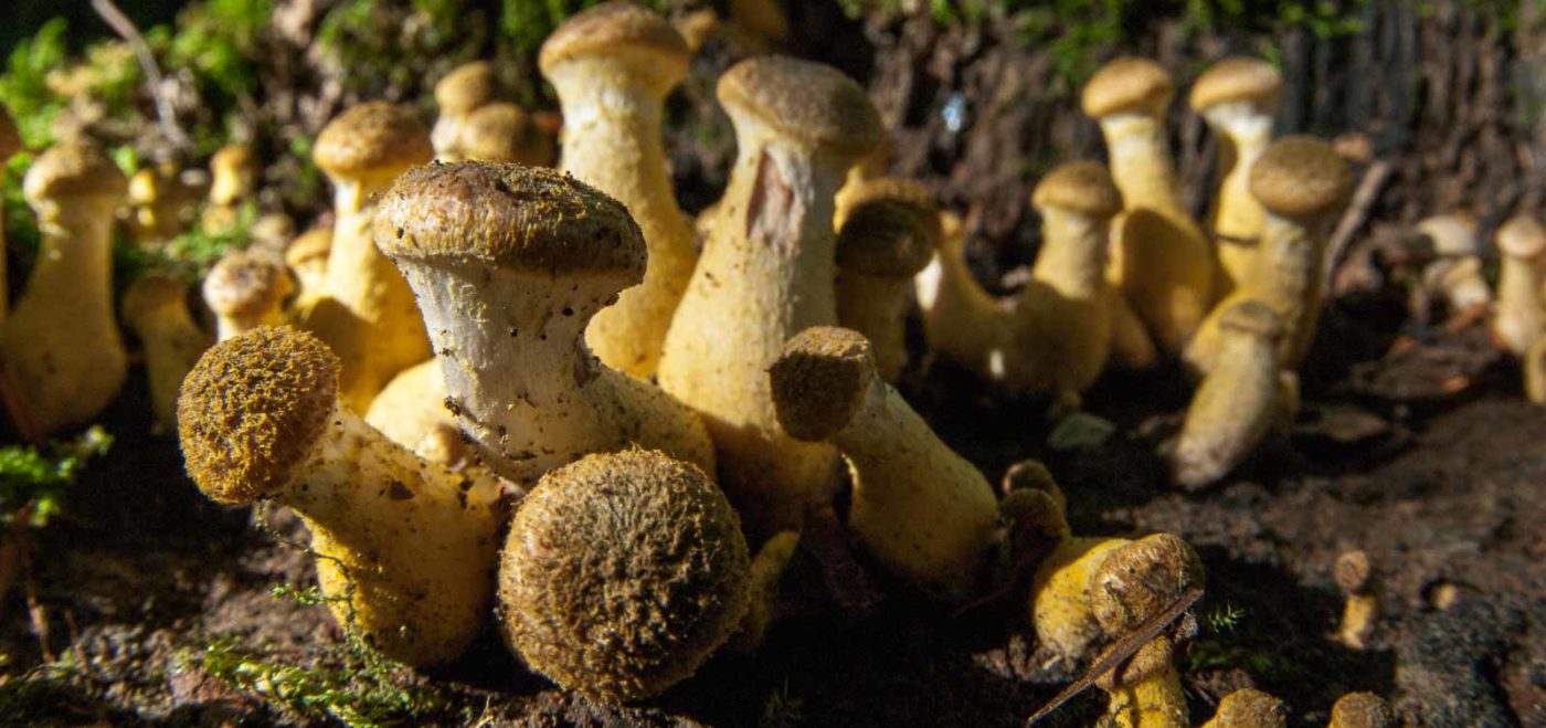 2018-10-13 - NSG Oberes Oelbachtal Bochum