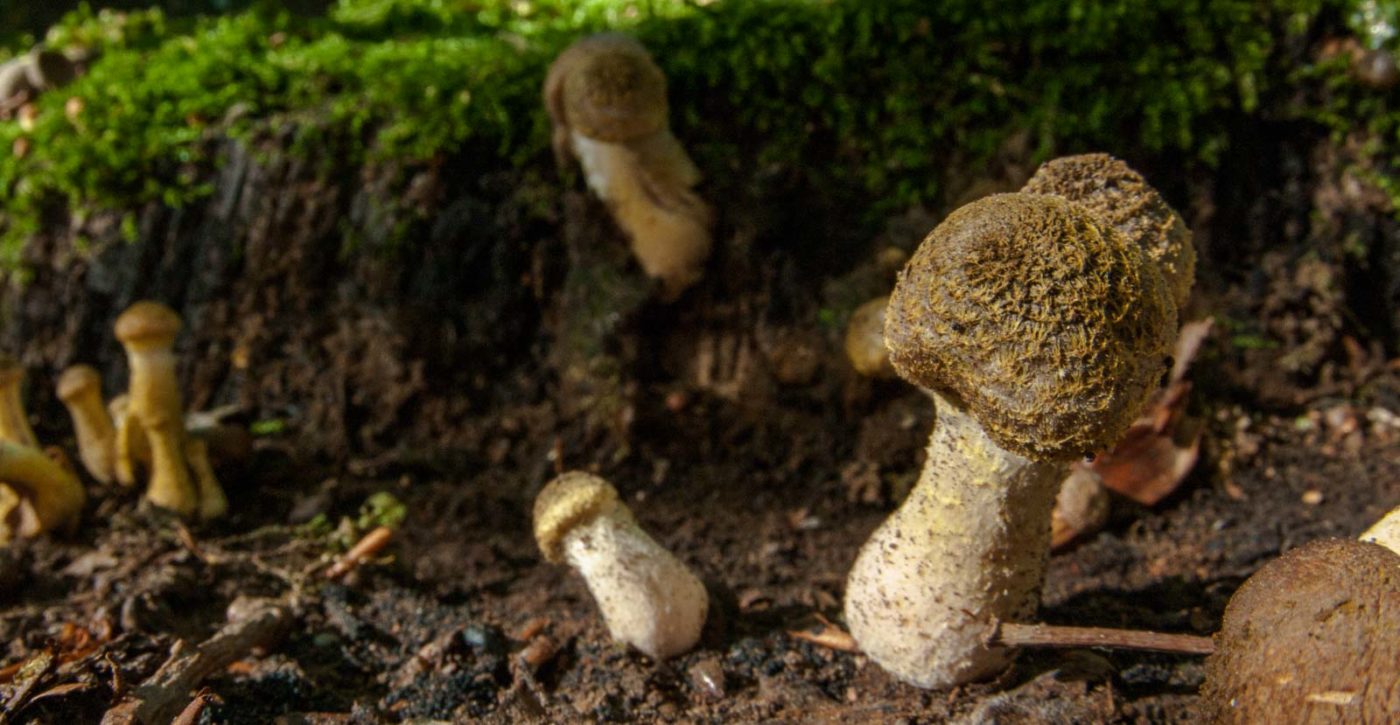 2018-10-13 - NSG Oberes Oelbachtal Bochum