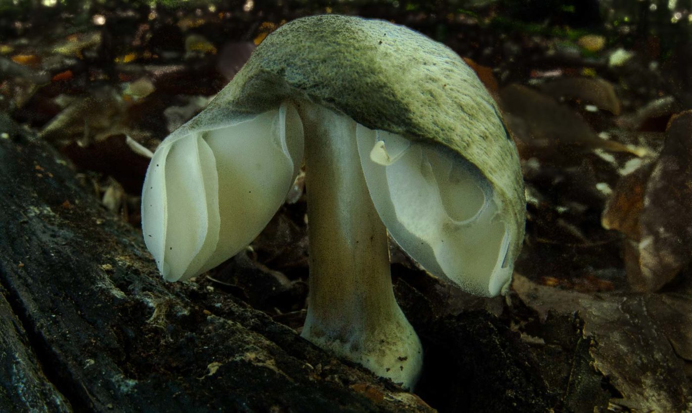 2018-10-13 - NSG Oberes Oelbachtal Bochum