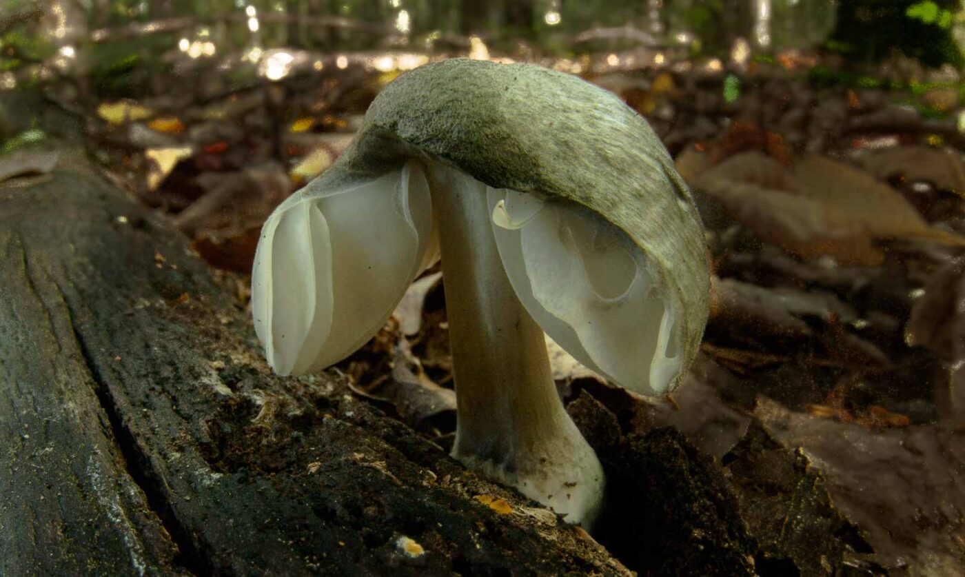 2018-10-13 - NSG Oberes Oelbachtal Bochum