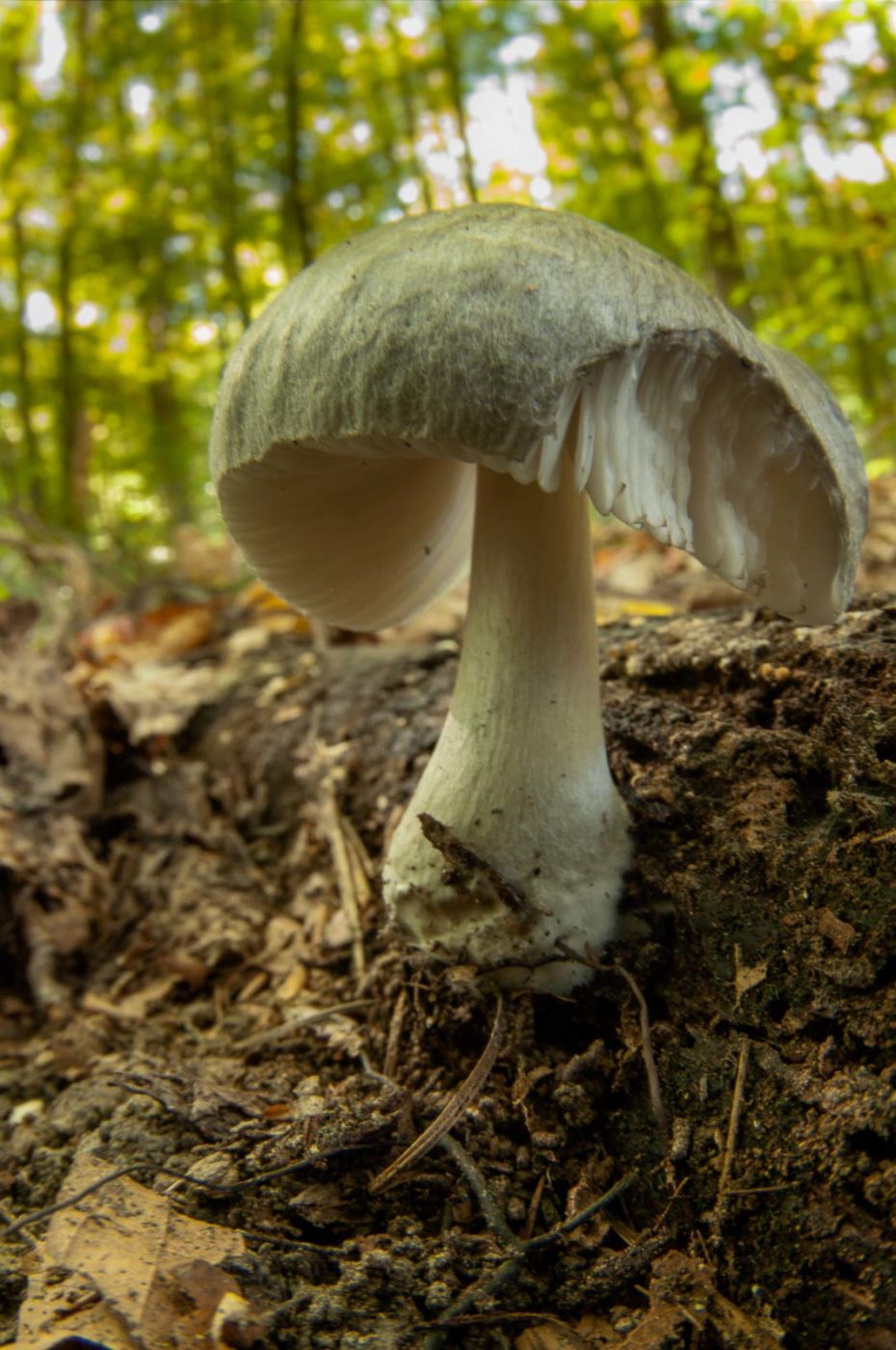 2018-10-13 - NSG Oberes Oelbachtal Bochum