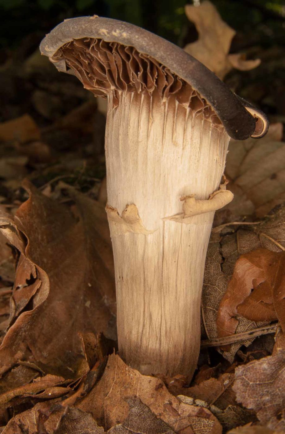 2018-10-13 - NSG Oberes Oelbachtal Bochum