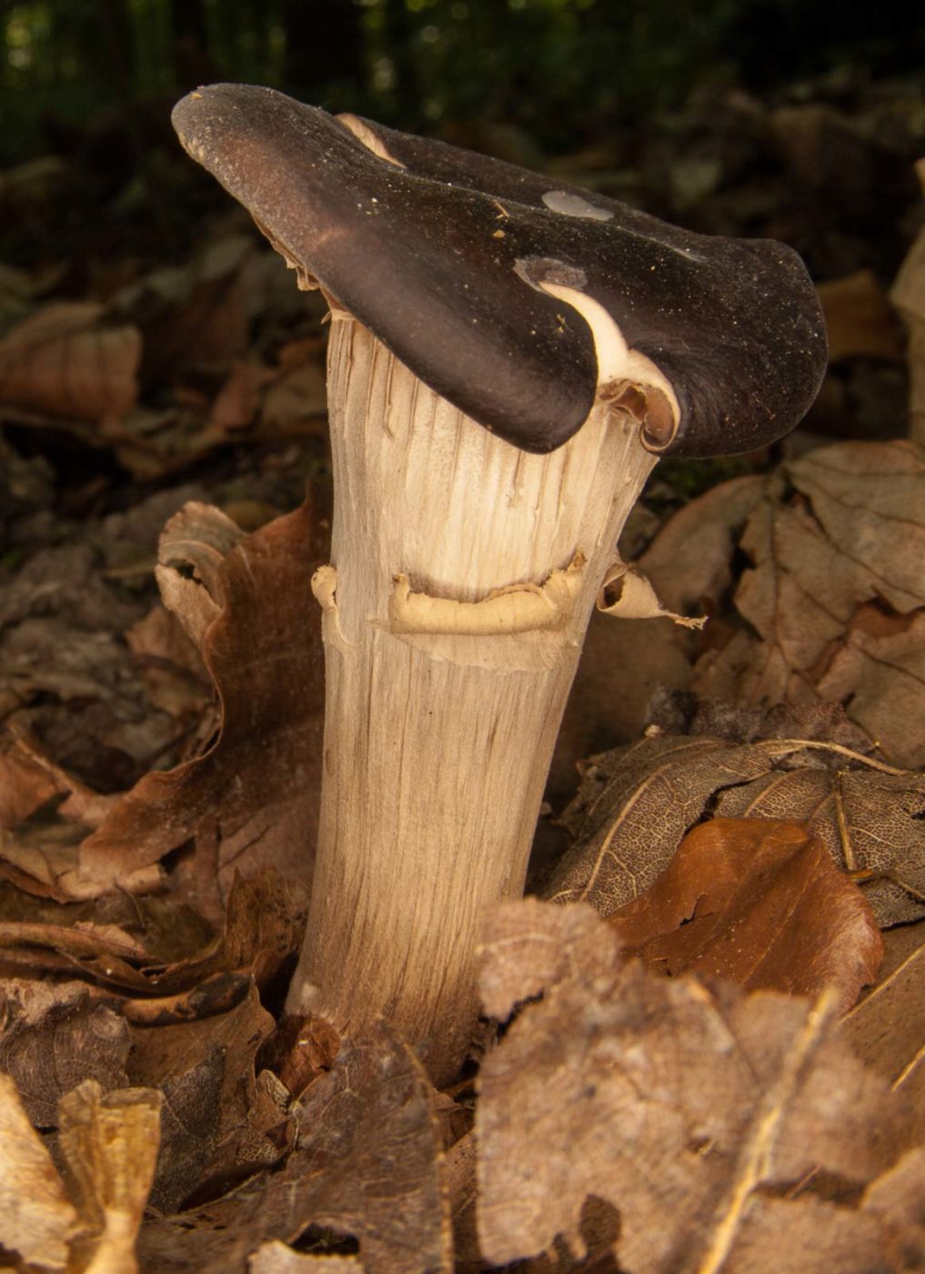 2018-10-13 - NSG Oberes Oelbachtal Bochum