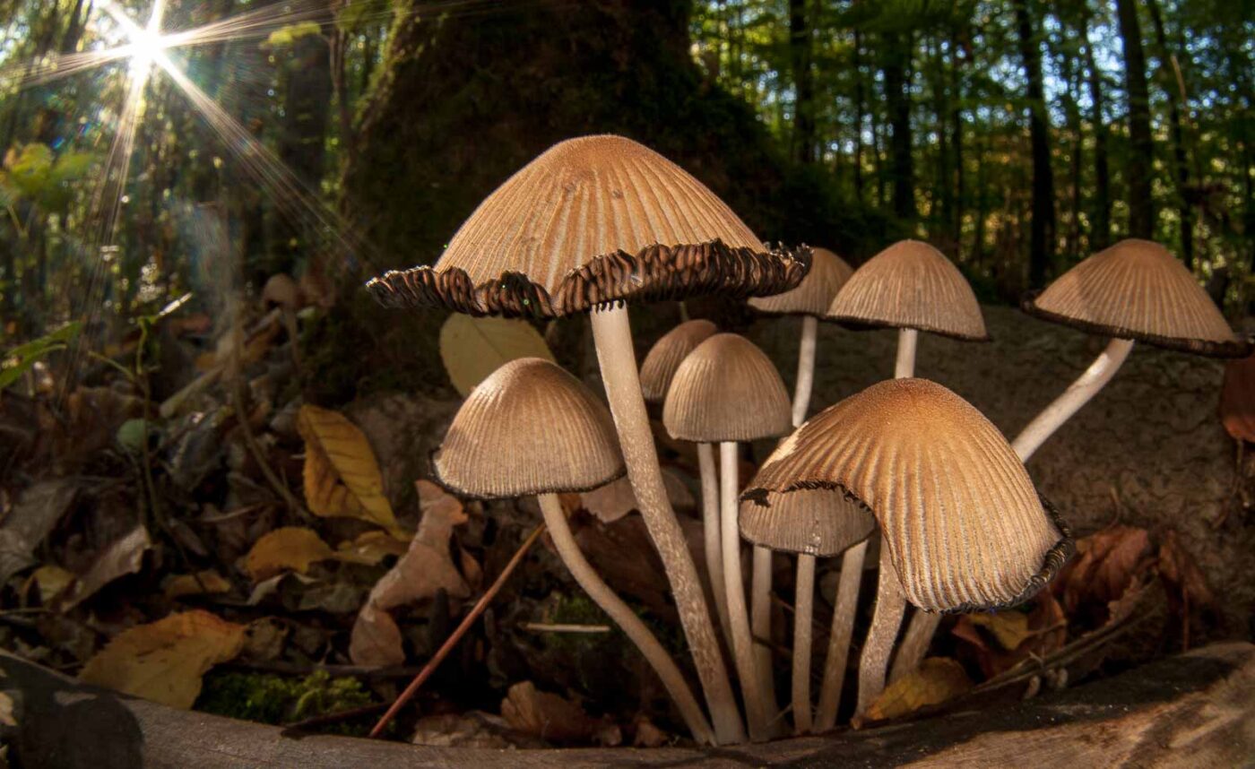 2018-10-13 - NSG Oberes Oelbachtal Bochum