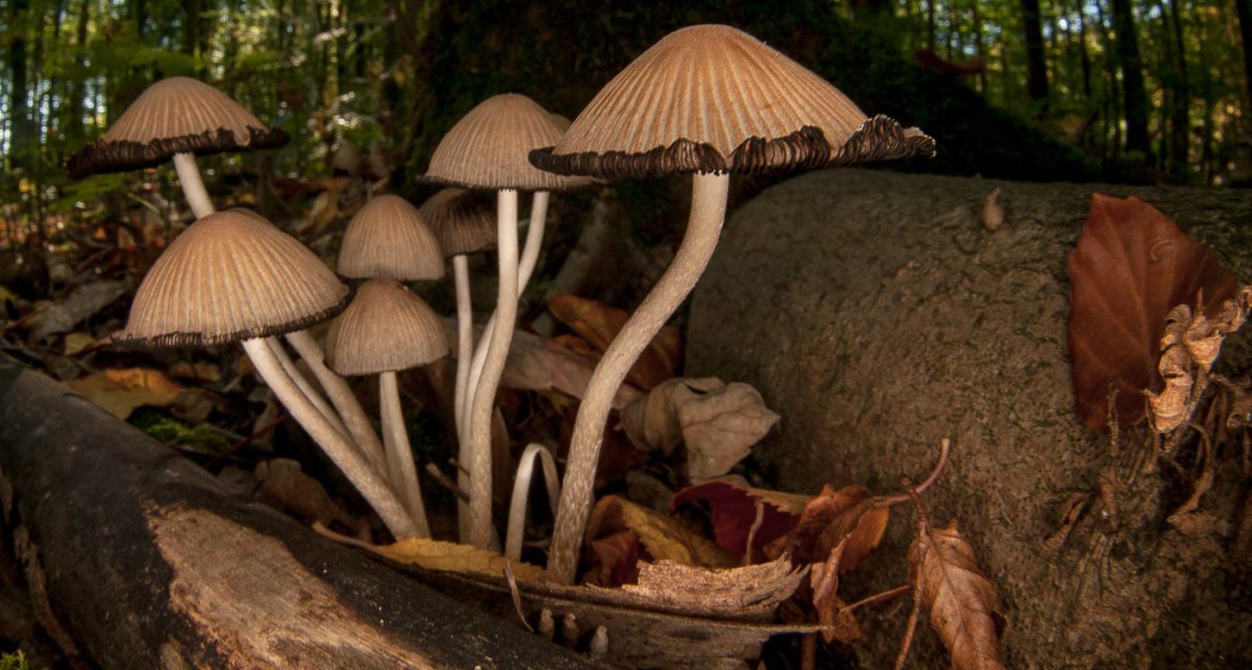 2018-10-13 - NSG Oberes Oelbachtal Bochum