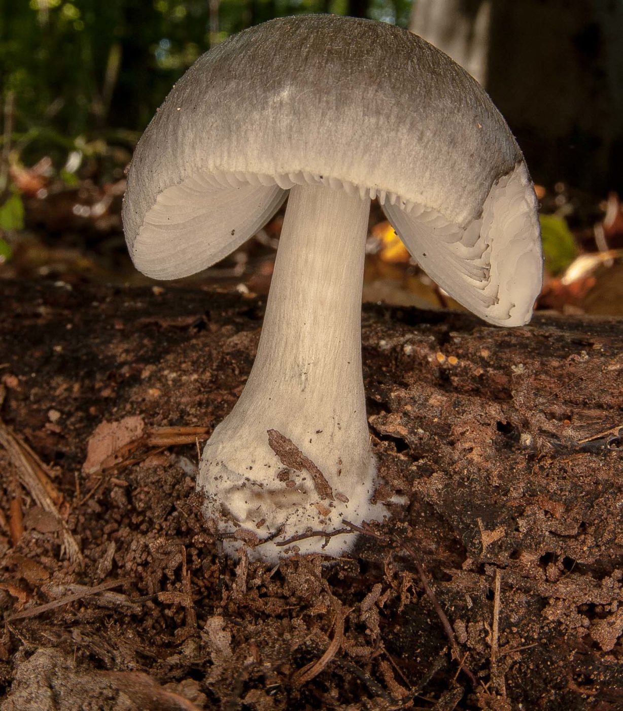 2018-10-13 - NSG Oberes Oelbachtal Bochum