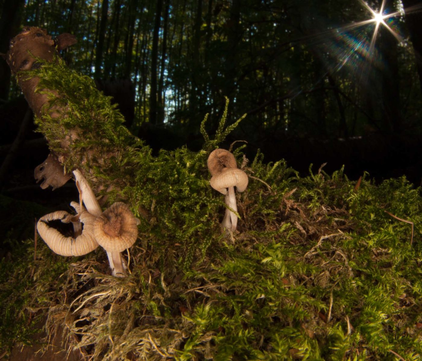 2018-10-13 - NSG Oberes Oelbachtal Bochum