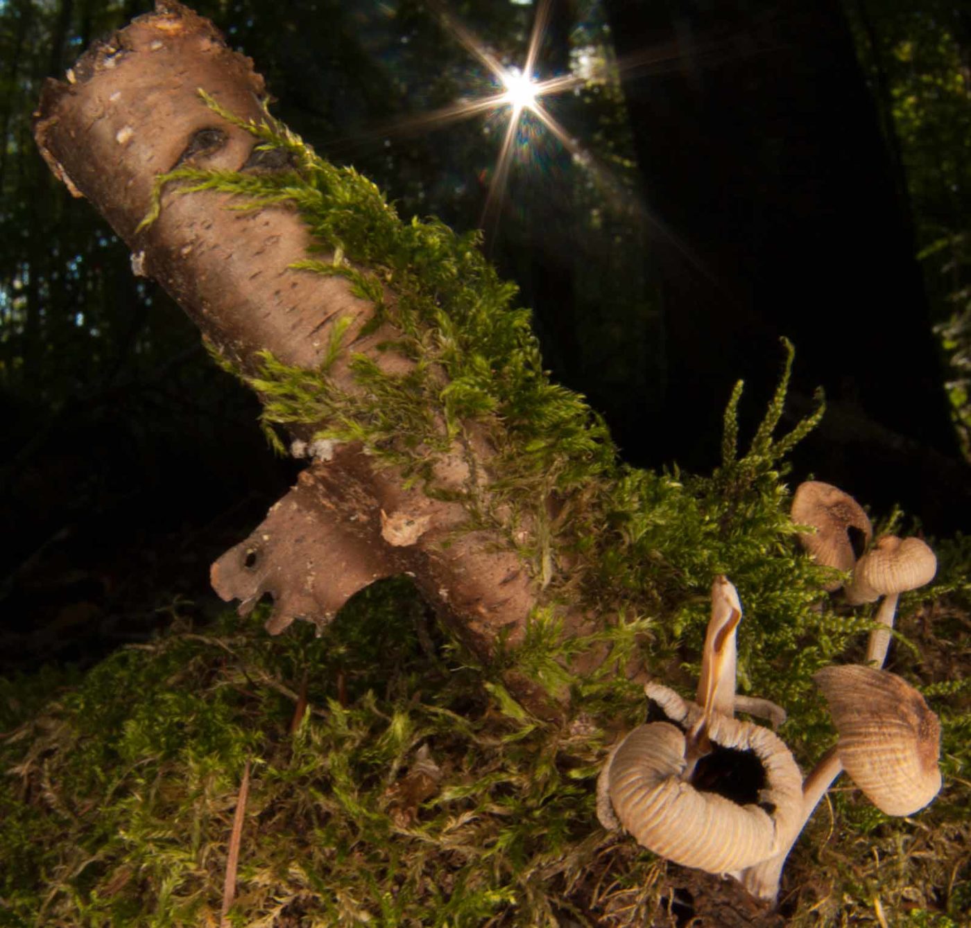 2018-10-13 - NSG Oberes Oelbachtal Bochum