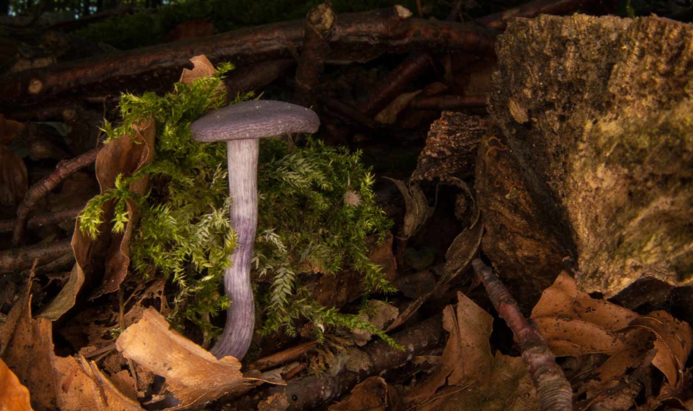 2018-10-13 - NSG Oberes Oelbachtal Bochum