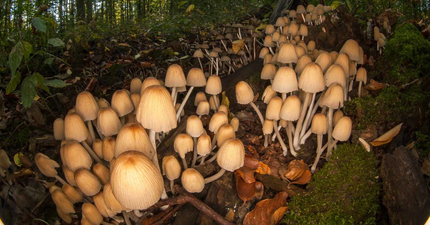 2018-10-13 - NSG Oberes Oelbachtal Bochum