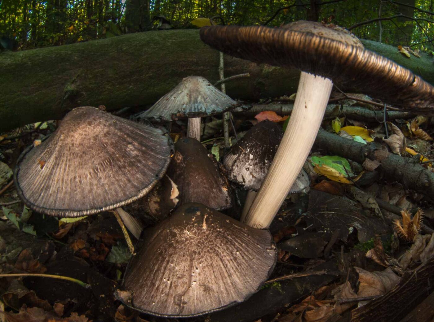 2018-10-13 - NSG Oberes Oelbachtal Bochum