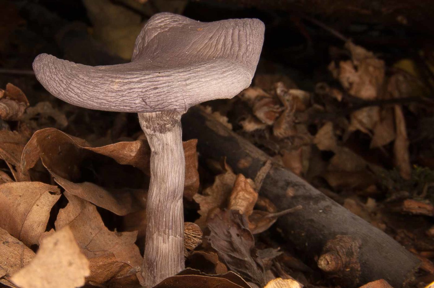 2018-10-13 - NSG Oberes Oelbachtal Bochum