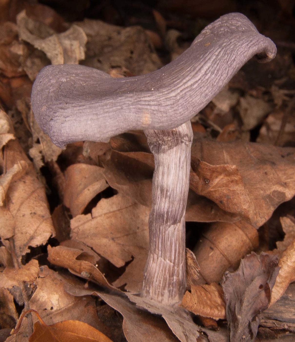 2018-10-13 - NSG Oberes Oelbachtal Bochum