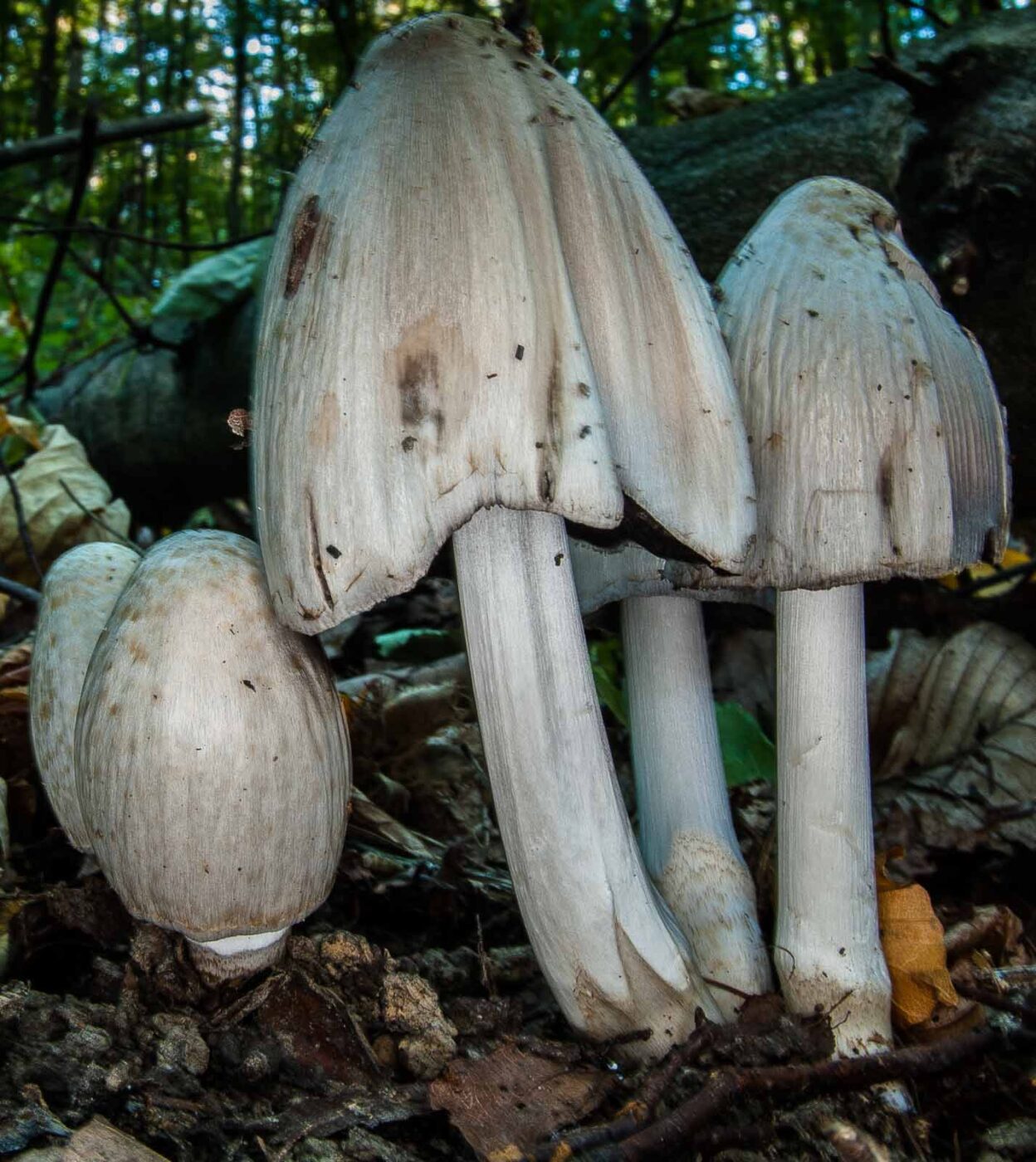 2018-10-13 - NSG Oberes Oelbachtal Bochum