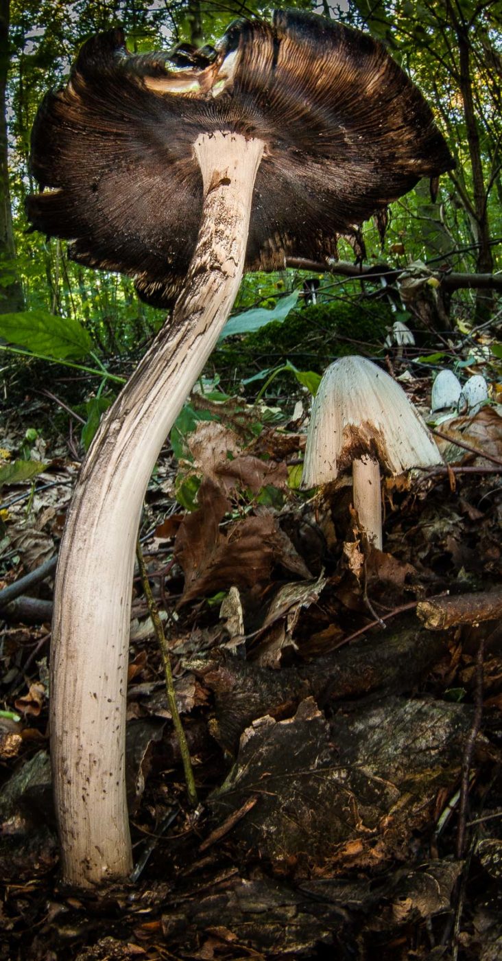 2018-10-13 - NSG Oberes Oelbachtal Bochum