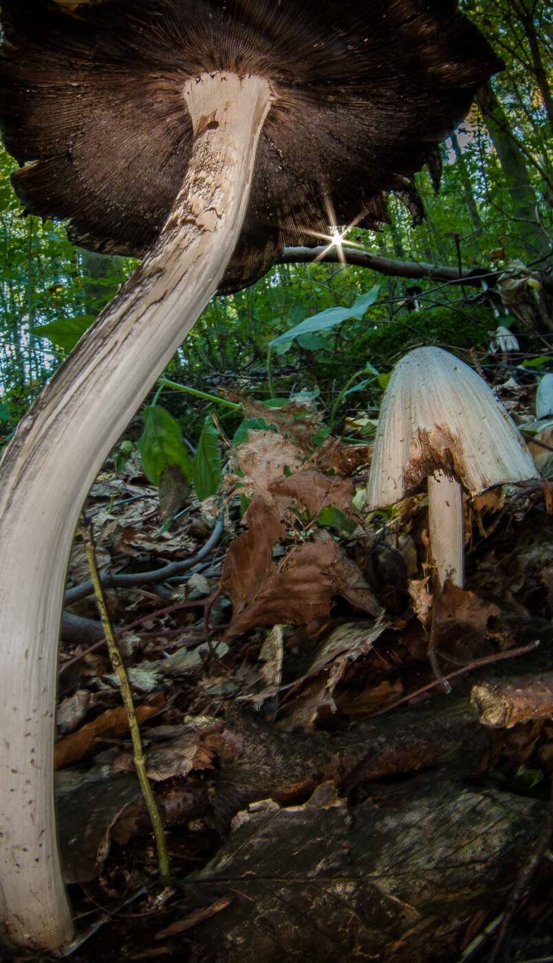 2018-10-13 - NSG Oberes Oelbachtal Bochum