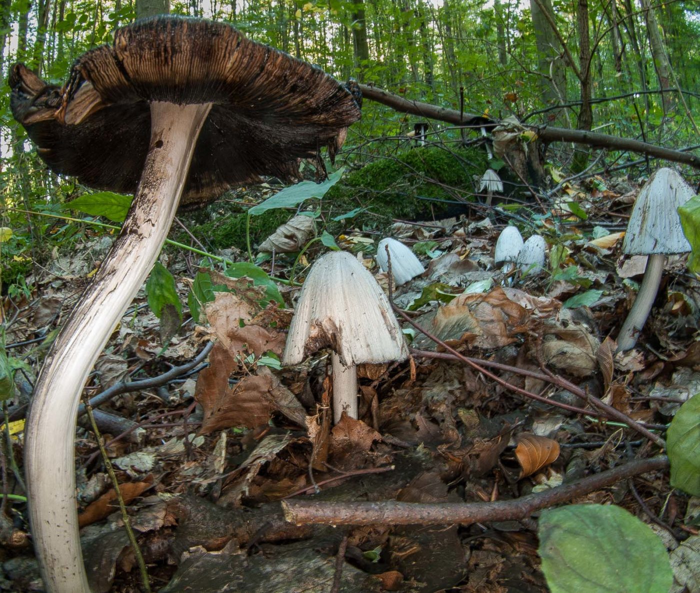 2018-10-13 - NSG Oberes Oelbachtal Bochum