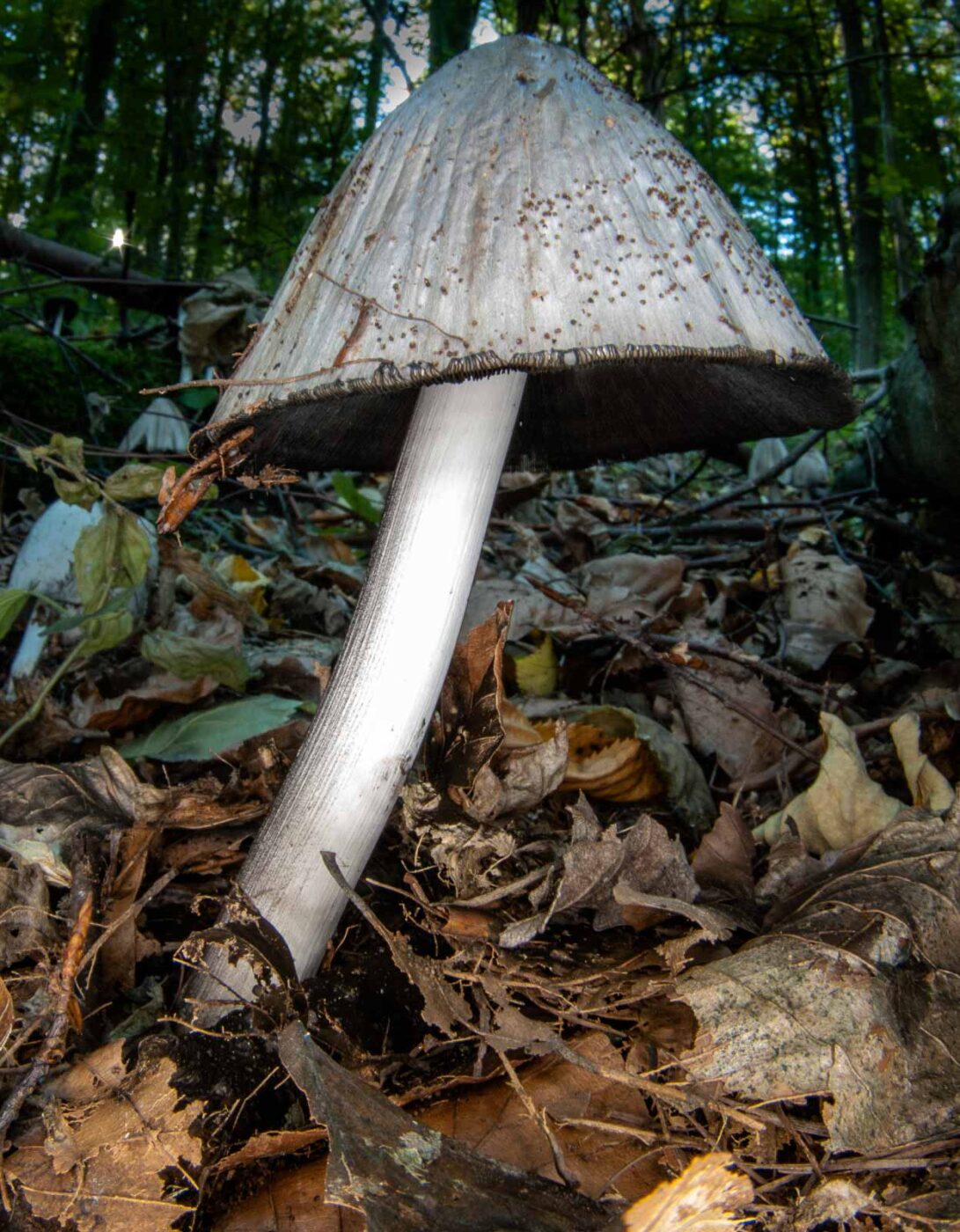 2018-10-13 - NSG Oberes Oelbachtal Bochum