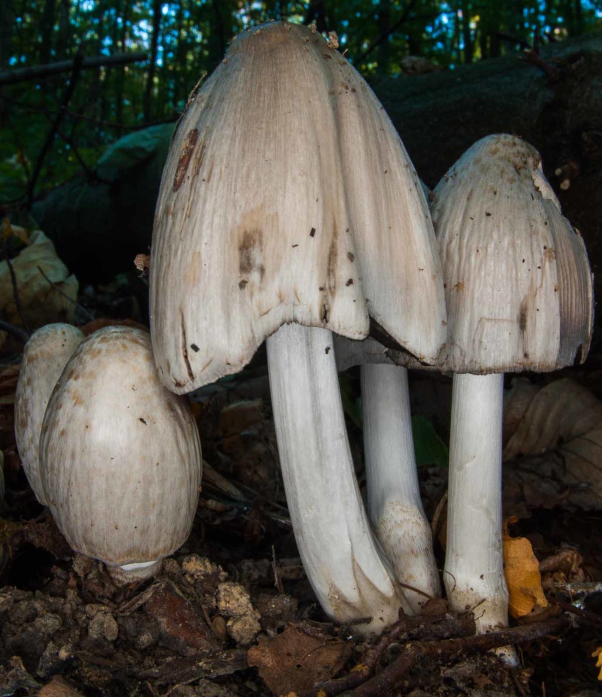 2018-10-13 - NSG Oberes Oelbachtal Bochum