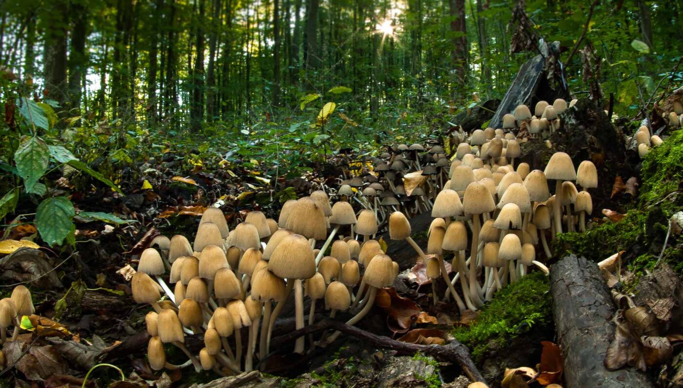 2018-10-13 - NSG Oberes Oelbachtal Bochum