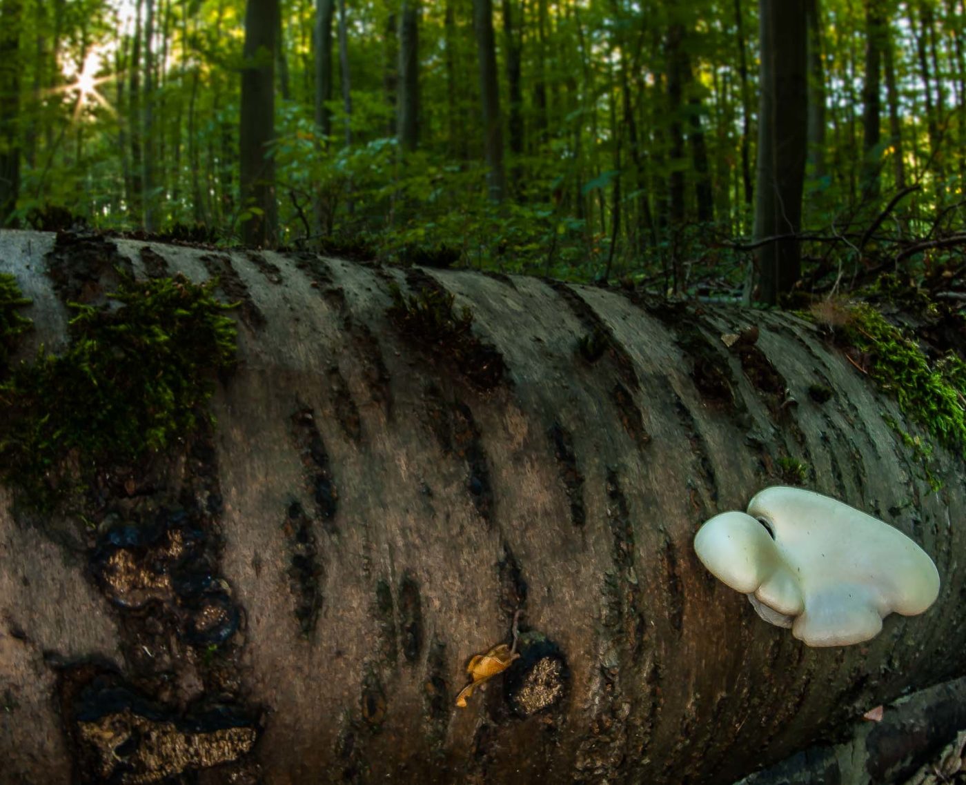 2018-10-13 - NSG Oberes Oelbachtal Bochum