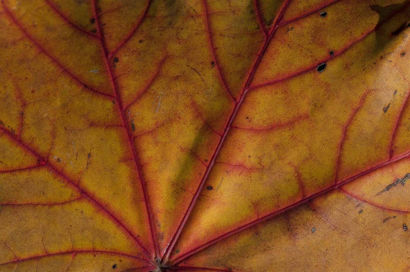 2018-10-14 - NSG Vossnacken Herne