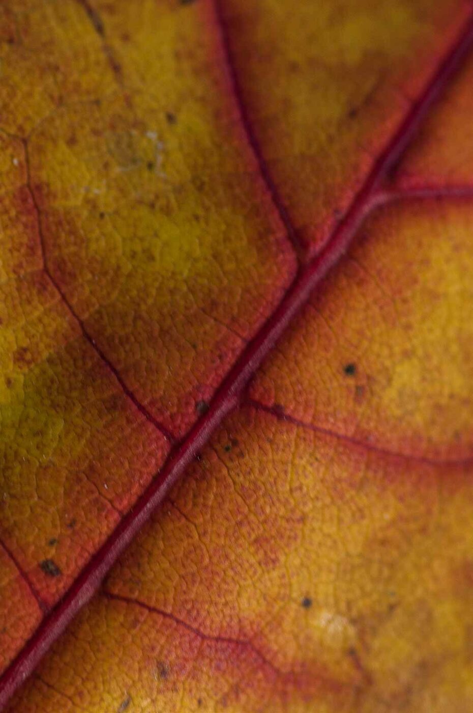 2018-10-14 - NSG Vossnacken Herne