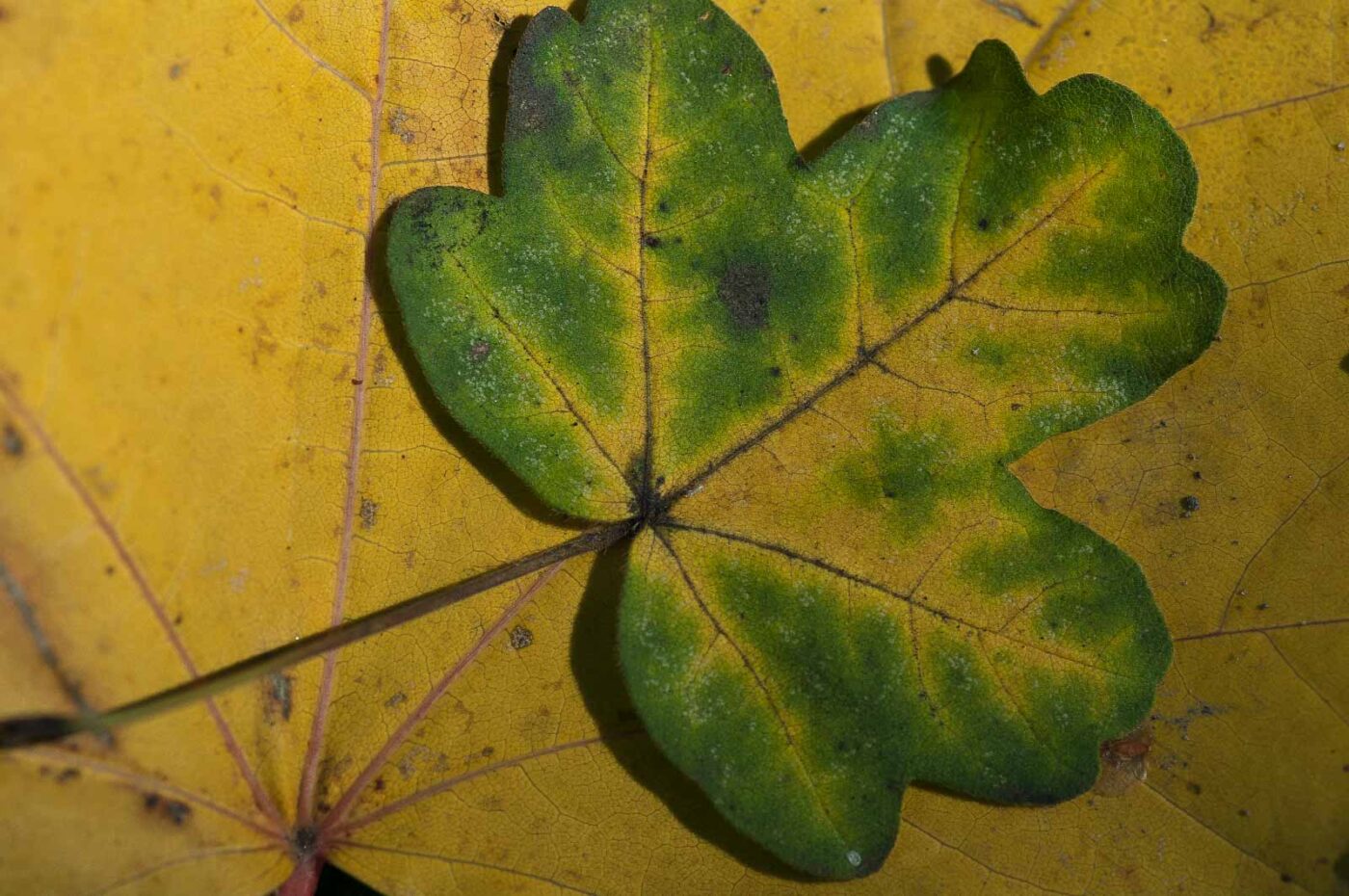 2018-10-14 - NSG Vossnacken Herne