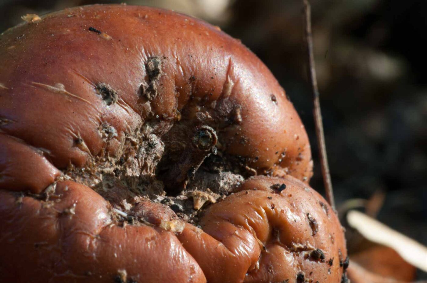 2018-10-14 - NSG Vossnacken Herne