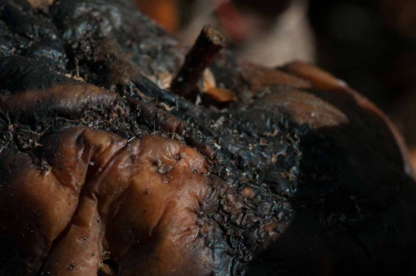 2018-10-14 - NSG Vossnacken Herne