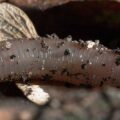 2018-10-14 - NSG Vossnacken Herne