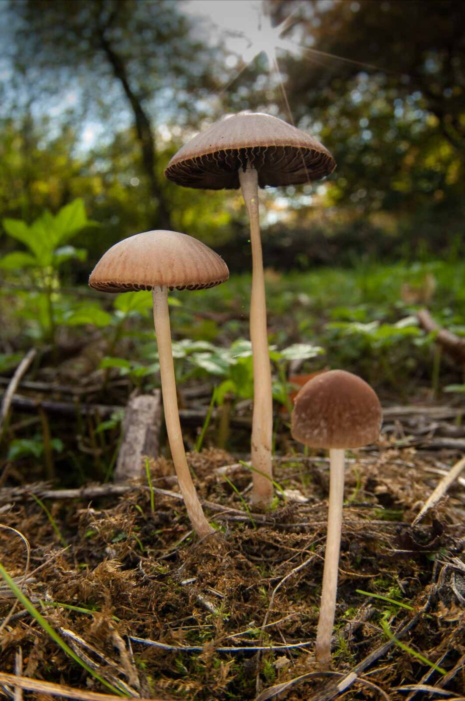 2018-10-15 - NSG Vossnacken Herne