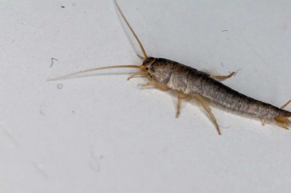 2018-10-18 - Residenzia - HolyHalla - Silberfischchen in der Wanne