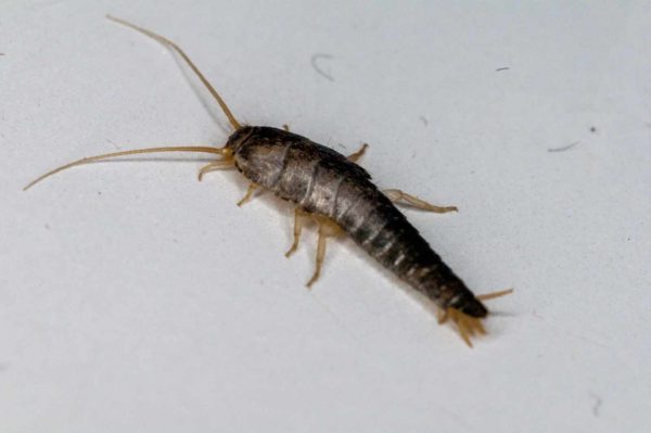 2018-10-18 - Residenzia - HolyHalla - Silberfischchen in der Wanne