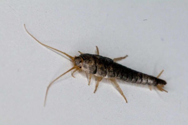 2018-10-18 - Residenzia - HolyHalla - Silberfischchen in der Wanne